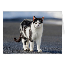 Portrait einer Katze