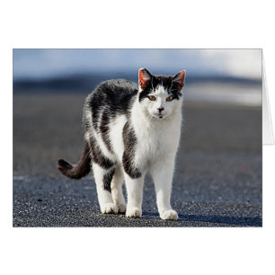 Portrait einer Katze