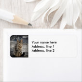 Portrait einer Katze (Insitu)