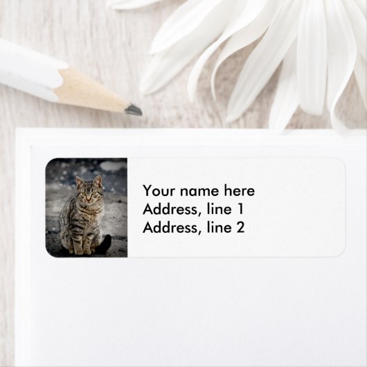 Portrait einer Katze (Insitu)