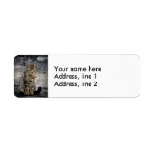 Portrait einer Katze (Vorne)