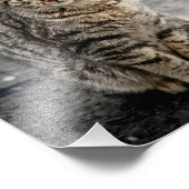 Portrait einer Katze Fotodruck (Ecke)