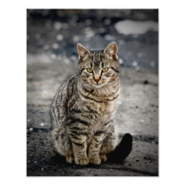 Portrait einer Katze Fotodruck