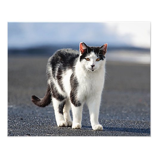 Portrait einer Katze Fotodruck (Vorne)