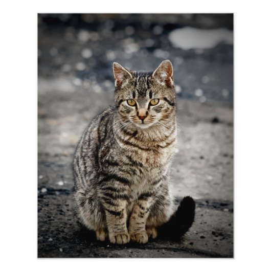 Portrait einer Katze Fotodruck (Vorne)