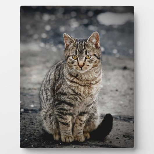 Portrait einer Katze Fotoplatte (Vorderseite)