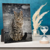 Portrait einer Katze Fotoplatte (Seite)
