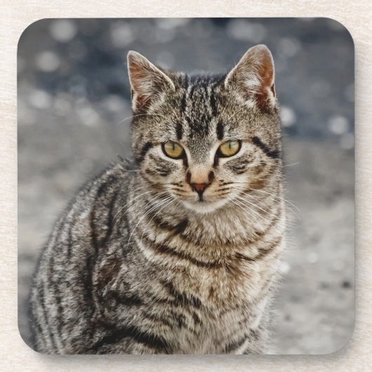 Portrait einer Katze Getränkeuntersetzer (Vorderseite)