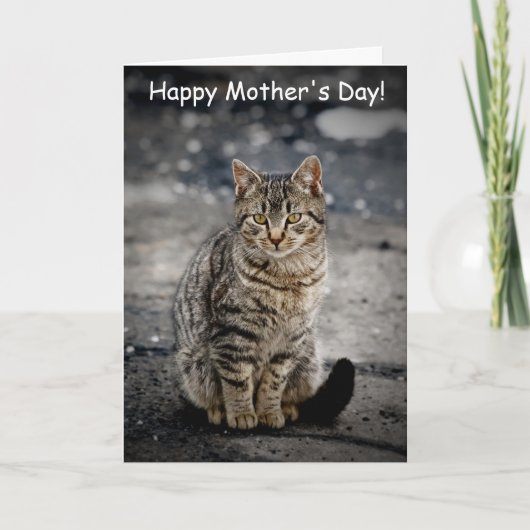 Portrait einer Katze Karte (Vorderseite)