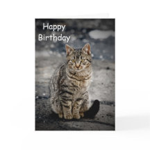 Portrait einer Katze