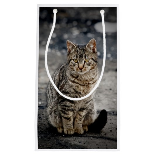 Portrait einer Katze Kleine Geschenktüte (Vorderseite)
