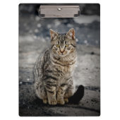 Portrait einer Katze Klemmbrett (Vorderseite)