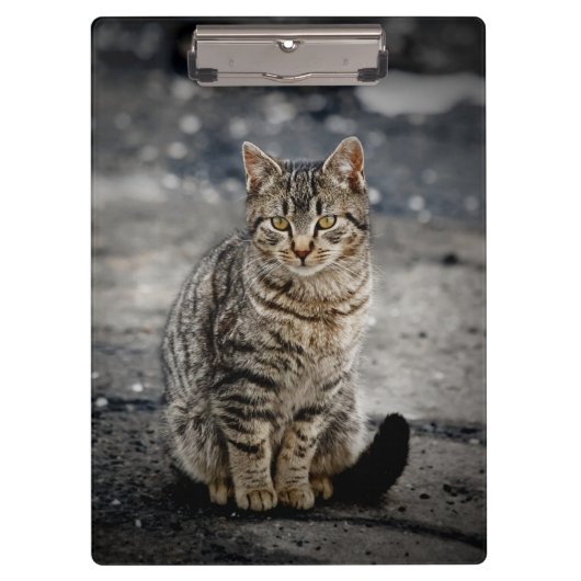 Portrait einer Katze Klemmbrett (Vorderseite)