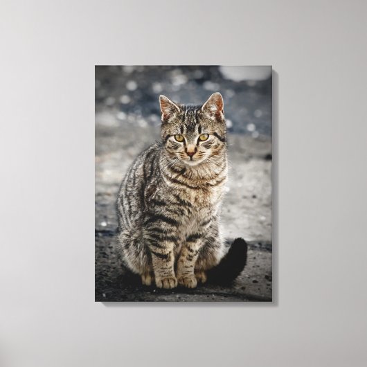 Portrait einer Katze Leinwanddruck (Vorderseite)