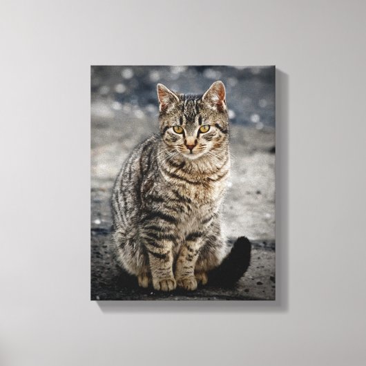 Portrait einer Katze Leinwanddruck (Vorderseite)