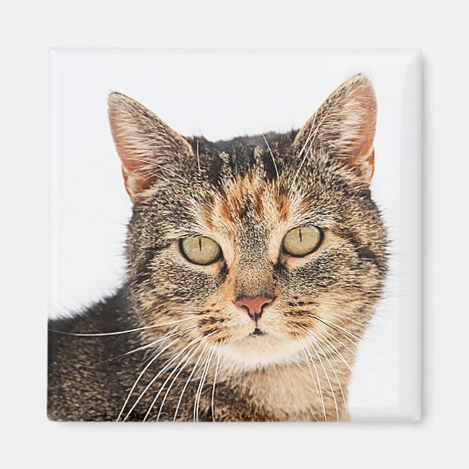Portrait einer Katze Magnet (Vorne)