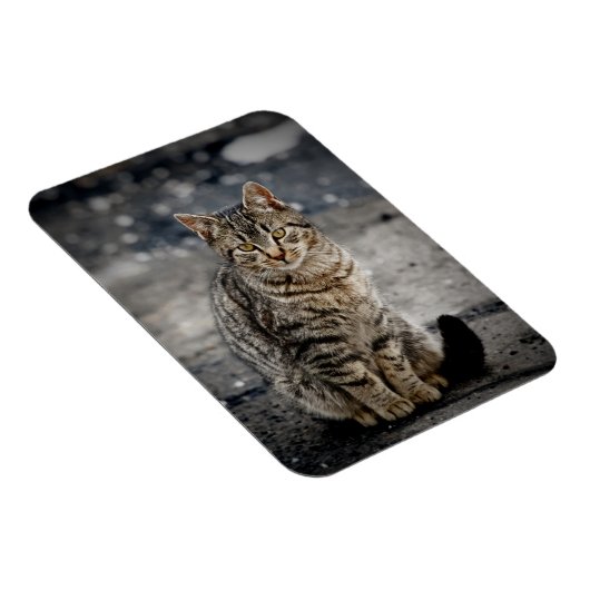Portrait einer Katze Magnet (Rechte Seite)
