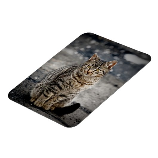 Portrait einer Katze Magnet (Linke Seite)