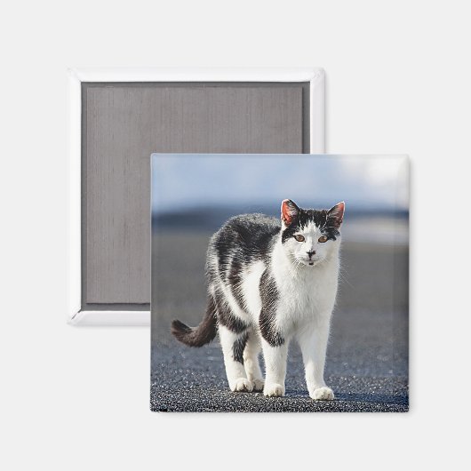Portrait einer Katze Magnet (Vorderseite/Rückseite)