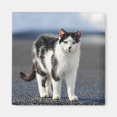 Portrait einer Katze Magnet (Vorne)