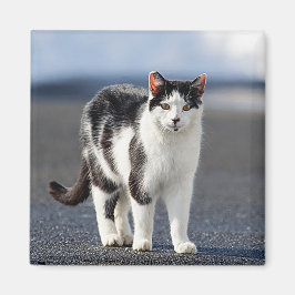 Portrait einer Katze Magnet