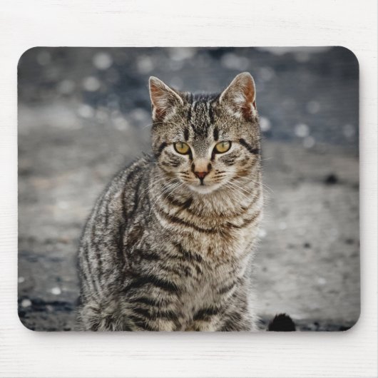 Portrait einer Katze Mousepad (Vorne)