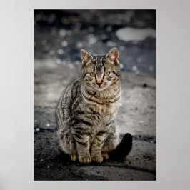 Portrait einer Katze Poster