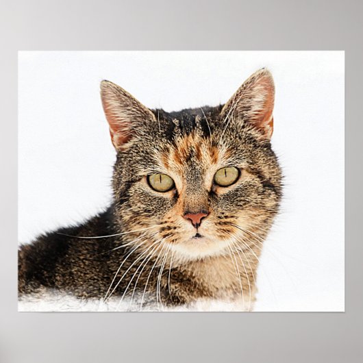 Portrait einer Katze Poster (Vorne)