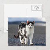 Portrait einer Katze Postkarte (Vorne/Hinten)