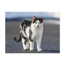 Portrait einer Katze