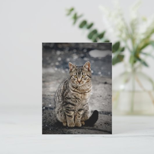 Portrait einer Katze Postkarte (Stehend Vorderseite)