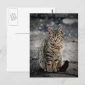 Portrait einer Katze Postkarte (Vorne/Hinten)