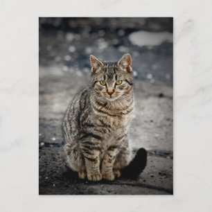Portrait einer Katze Postkarte