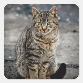 Portrait einer Katze Quadratischer Aufkleber