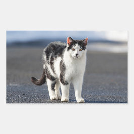 Portrait einer Katze Rechteckiger Aufkleber