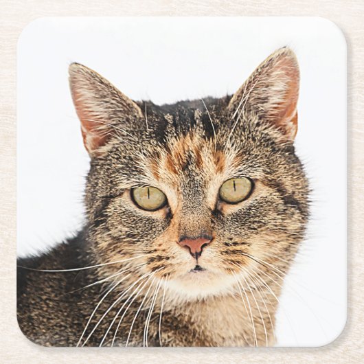 Portrait einer Katze Rechteckiger Pappuntersetzer (Vorderseite)
