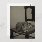 Portrait einer Katze Vintag Fotografie Postkarte (Vorne/Hinten)