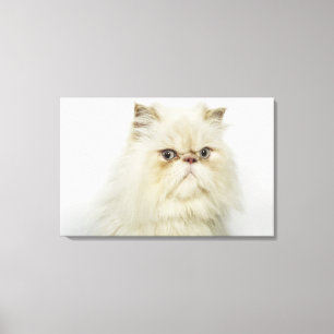 Portrait einer persischen Katze Leinwanddruck