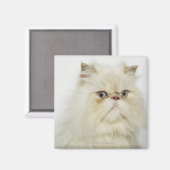 Portrait einer persischen Katze Magnet (Vorderseite/Rückseite)