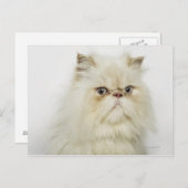 Portrait einer persischen Katze Postkarte (Vorne/Hinten)