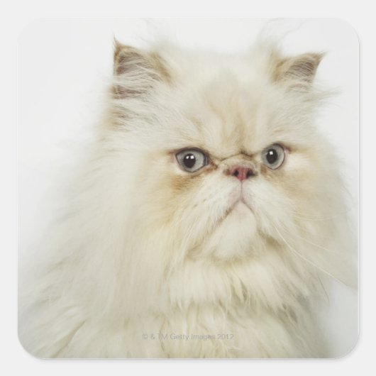 Portrait einer persischen Katze Quadratischer Aufkleber (Vorderseite)