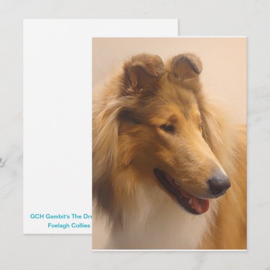 Portrait einer robusten Sable Collie Dankeskarte (Vorne/Hinten)