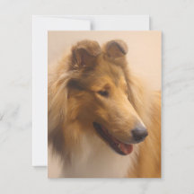 Portrait einer robusten Sable Collie