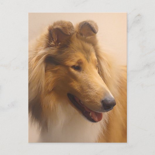 Portrait einer robusten Sable Collie Postkarte (Vorderseite)