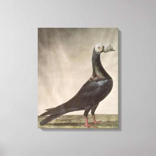 Portrait einer Taube Leinwanddruck (Vorderseite)