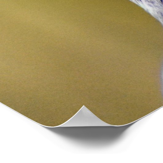 Portrait einer Taube Poster (Ecke)