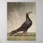 Portrait einer Taube Poster (Vorne)