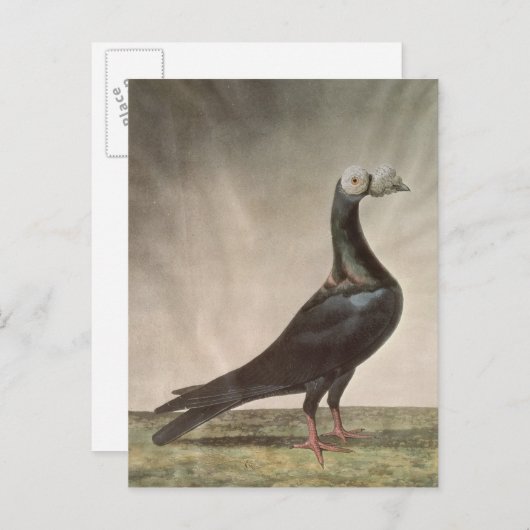 Portrait einer Taube Postkarte (Vorne/Hinten)