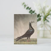 Portrait einer Taube Postkarte (Stehend Vorderseite)