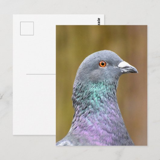 Portrait einer Taube Postkarte (Vorne/Hinten)